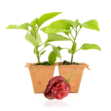 7 Pot Douglah Pepper Plants - The Pepper Pantry (Formerly Marie Sharp's)